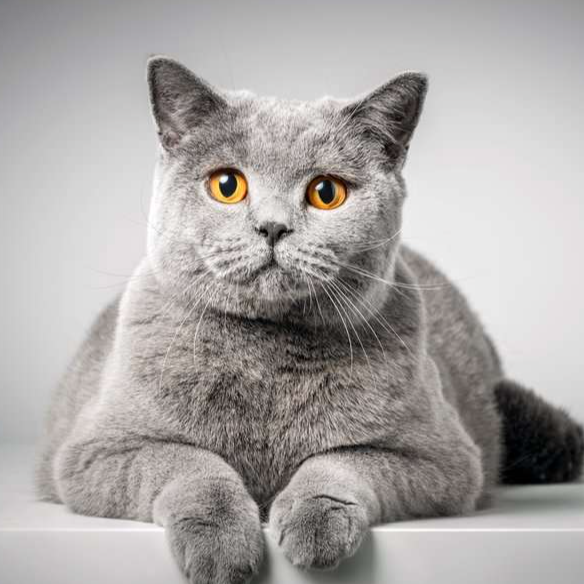 Picture of Olayinka